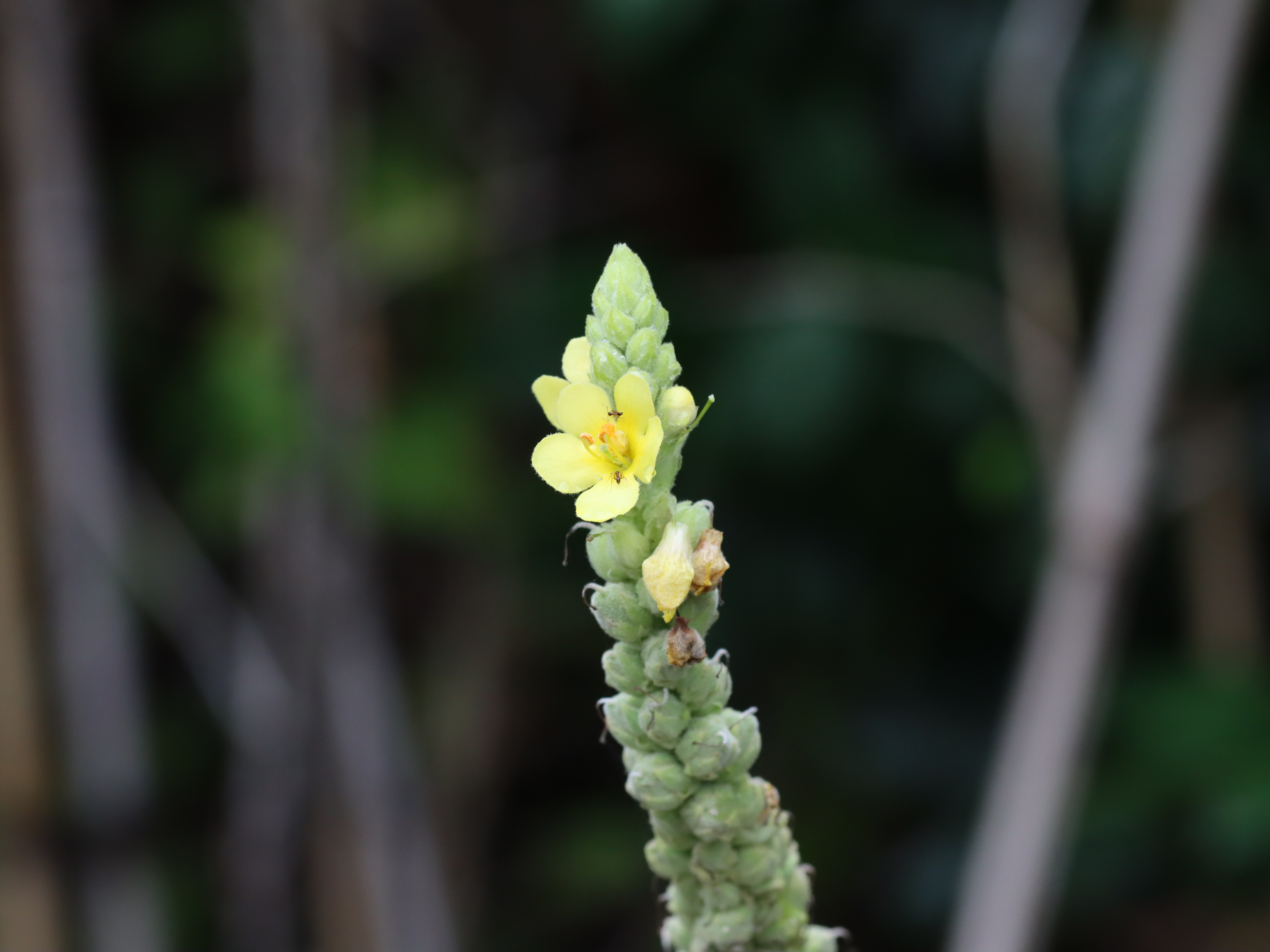 ビロウドモウズイカ